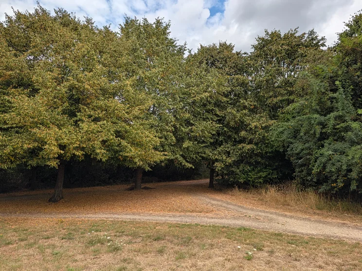 Trees in a meadow
