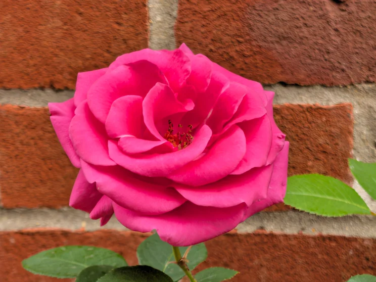 Telephoto shot of a pink rose in front of a red brick wall