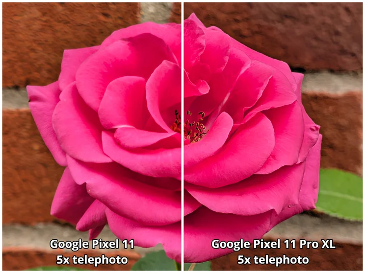 Two-panel comparison of telephoto shots of a pink rose taken on the Pixel 11 and Pixel 11 Pro XL