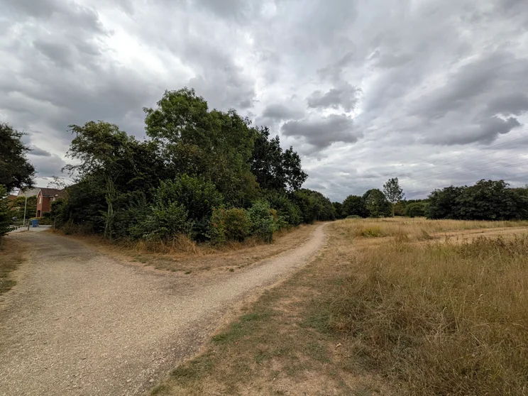 Wide-angle shot of a meadow bordered by trees