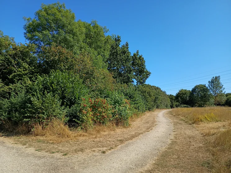 A path alongside a meadow bordered by trees