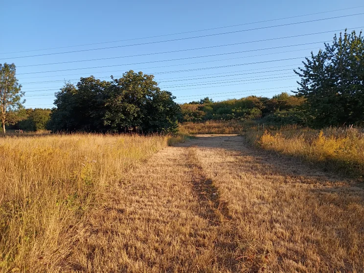 A meadow with trees and low sunlight cast over it