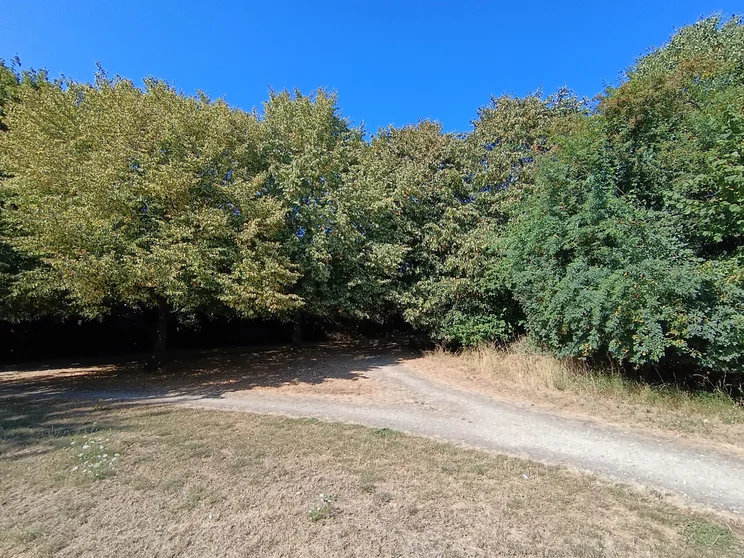 Wide-angle shot of trees in a meadow