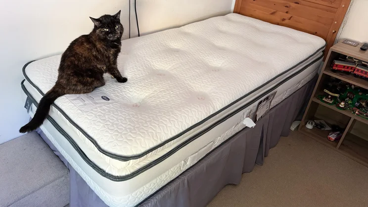 A cat sitting on the surface of the Silentnight UltraGel Miracoil Pillowtop mattress, in a bedroom