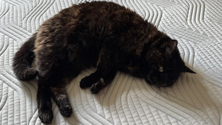 A cat lying on the surface of the Tempur Pro Plus SmartCool mattress