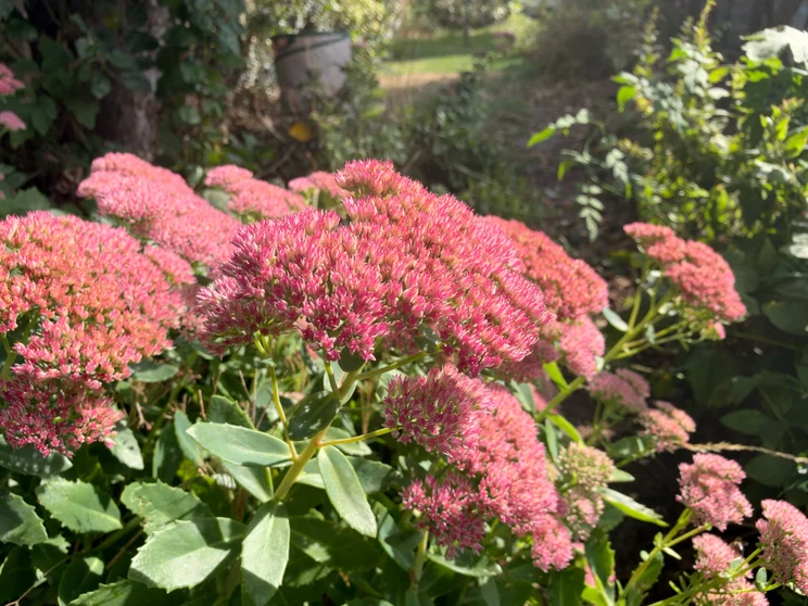 Apple iPhone 18 Pro Max main camera f4 sample