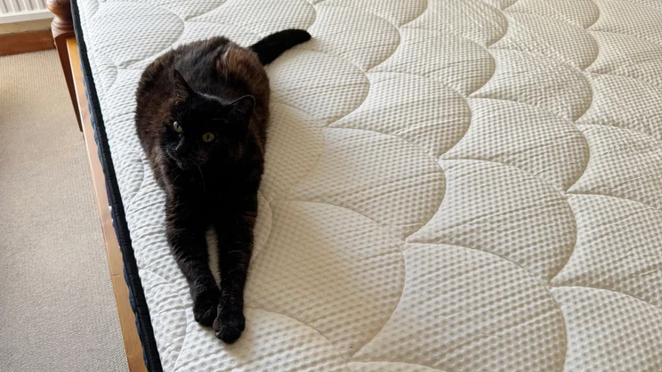 A dark cat lying on the end of the DreamCloud Hybrid mattress