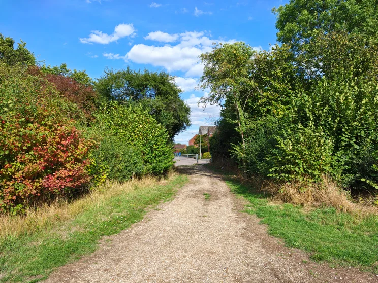 A path leading between two groups of trees