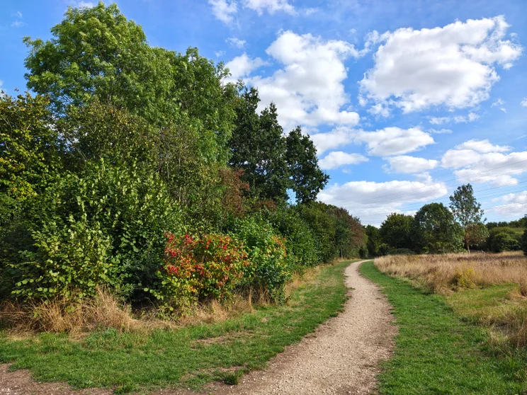 A path leading alongside a meadow bordered by trees