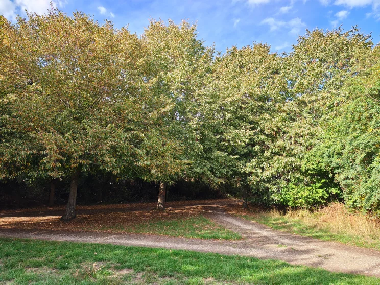 Trees in a meadow