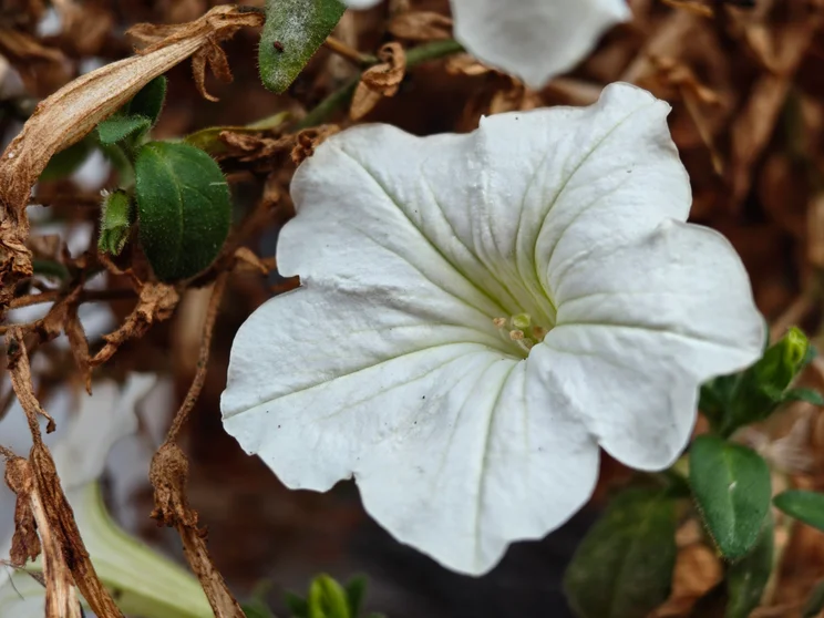 Telephoto shot of a white flower