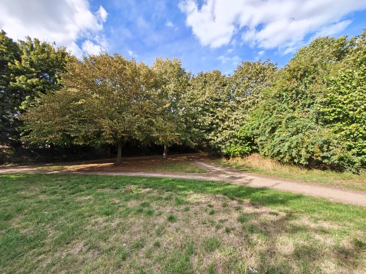 Wide-angle shot of trees in a meadow