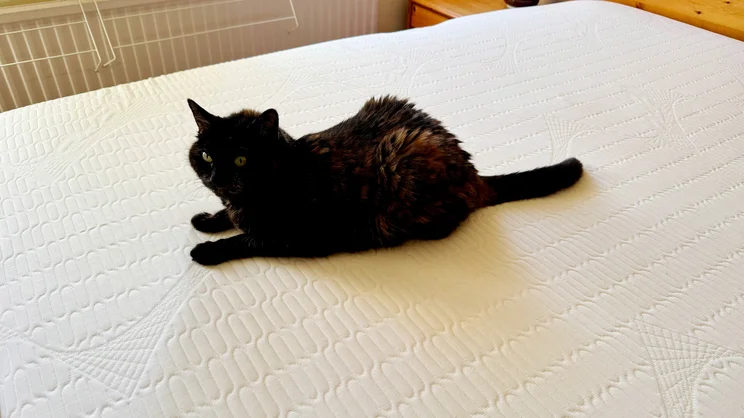 A cat sitting on the surface of the REM-Fit Pocket 1000 Hybrid mattress