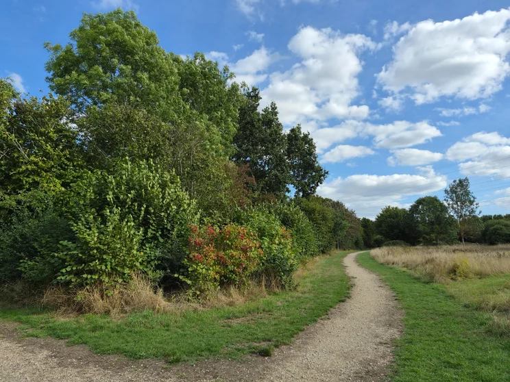 A meadow bordered by trees with a dirt path