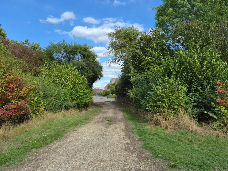 A path leading between two groups of trees