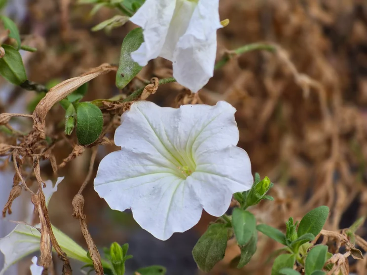 Telephoto shot of a white flower