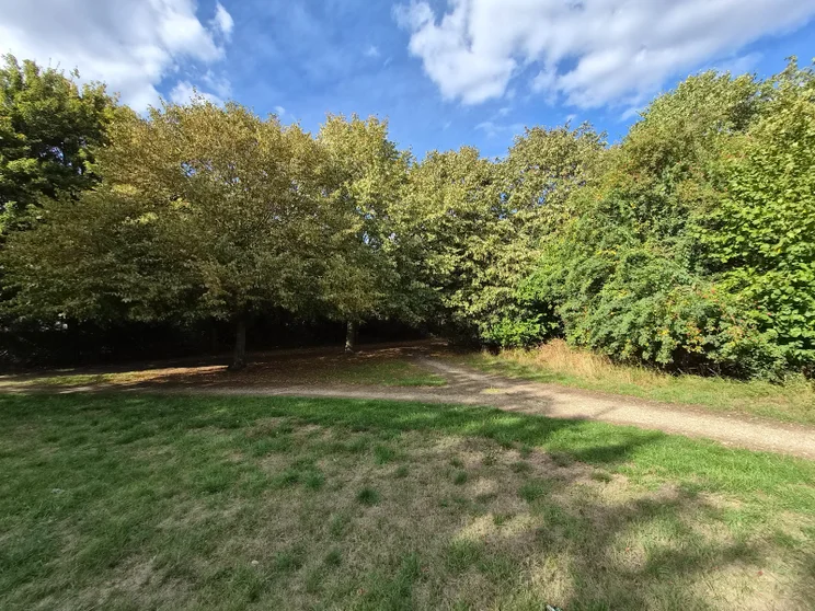 Wide-angle shot of trees in a meadow