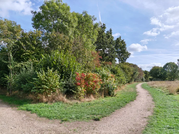 Trees bordering a meadow