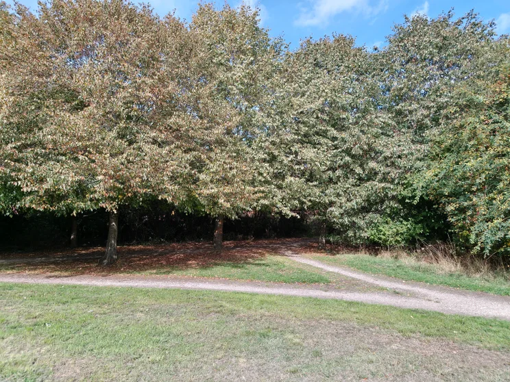 Trees in a meadow