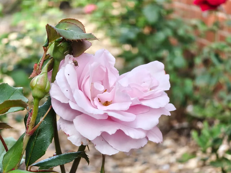 Telephoto shot of a bug on a pink rose