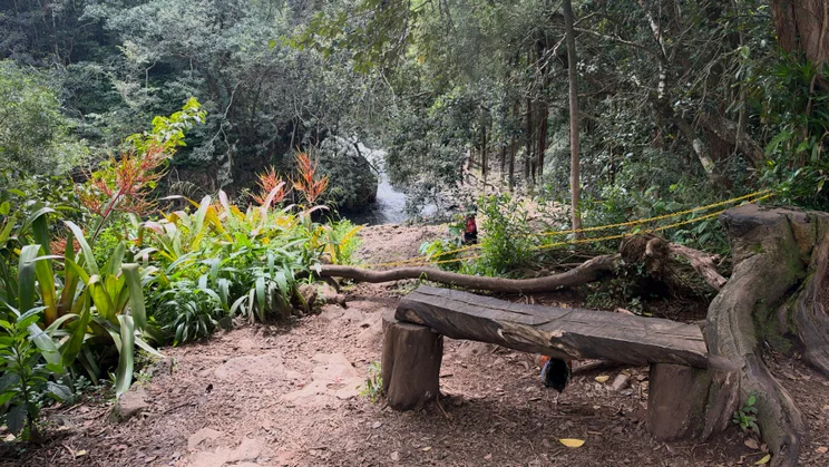 Wooden bench on a forest trail beside tropical plants with red bromeliad flowers, a waterfall visible in the background
