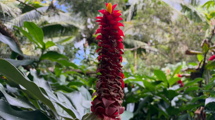 Close-up of a tall red torch ginger flower with yellow tips, surrounded by tropical greenery