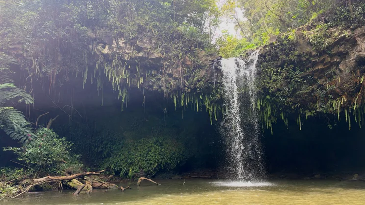 Waterfall pouring over a fern-draped rock overhang into a calm pool, with sunlight filtering through the canopy