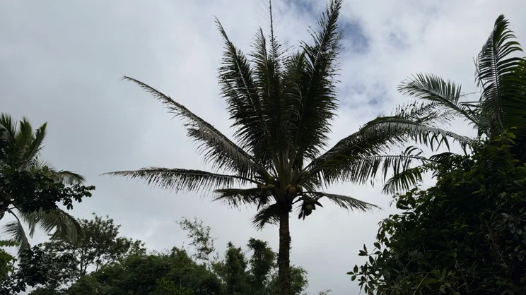 Silhouette of a coconut palm tree against a cloudy sky, with clusters of coconuts visible near the crown