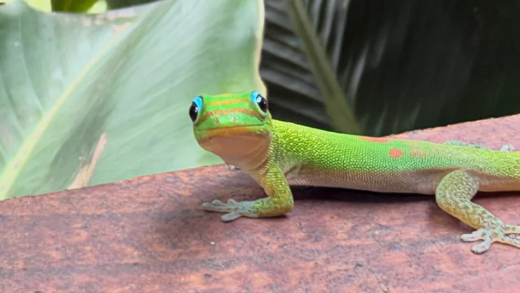 Close-up of a gold dust day gecko with bright green and orange markings, perched on a reddish surface in front of large leaves