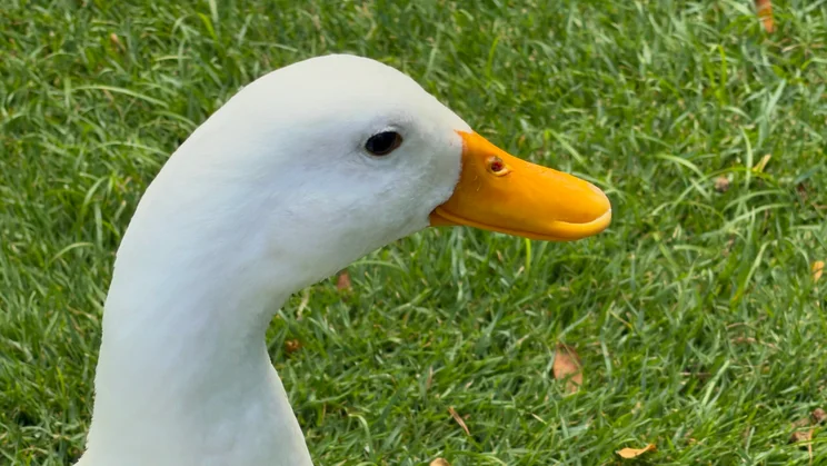 Close-up profile of a white duck's head and neck with an orange bill, set against green grass