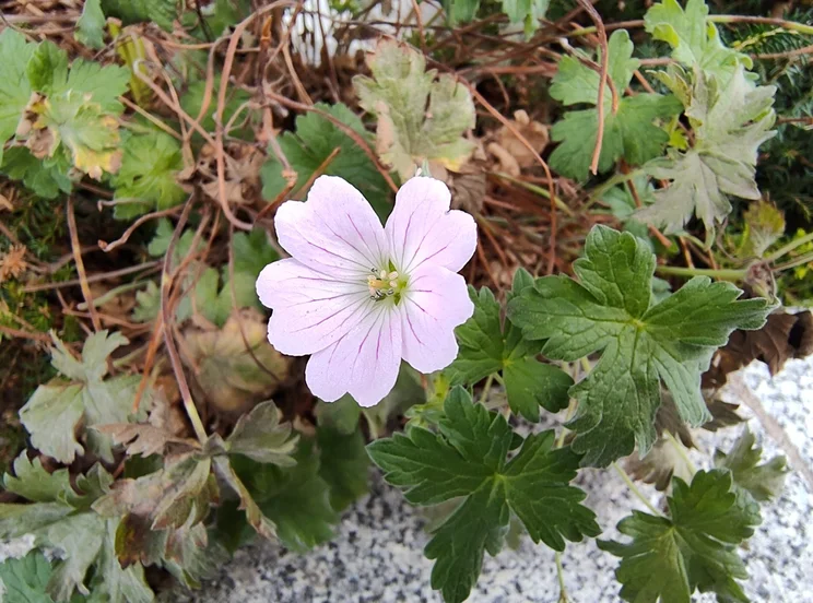 A bright pink flower against green leaves
