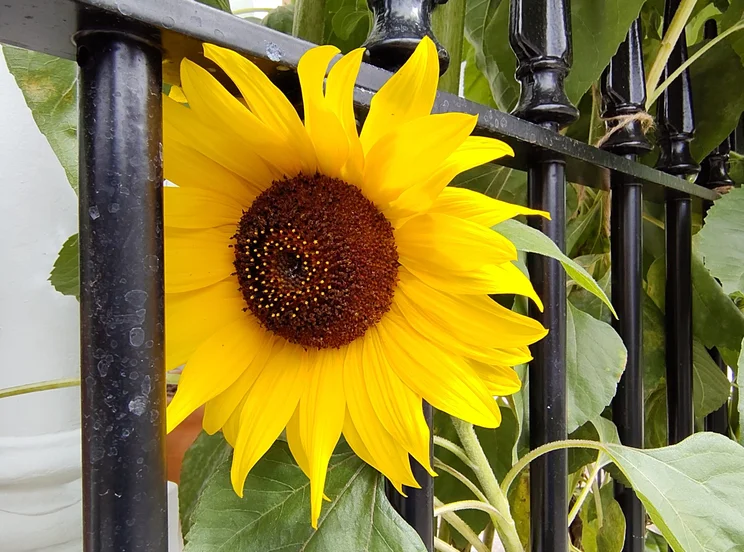 Macro shot of a bright yellow sunflower