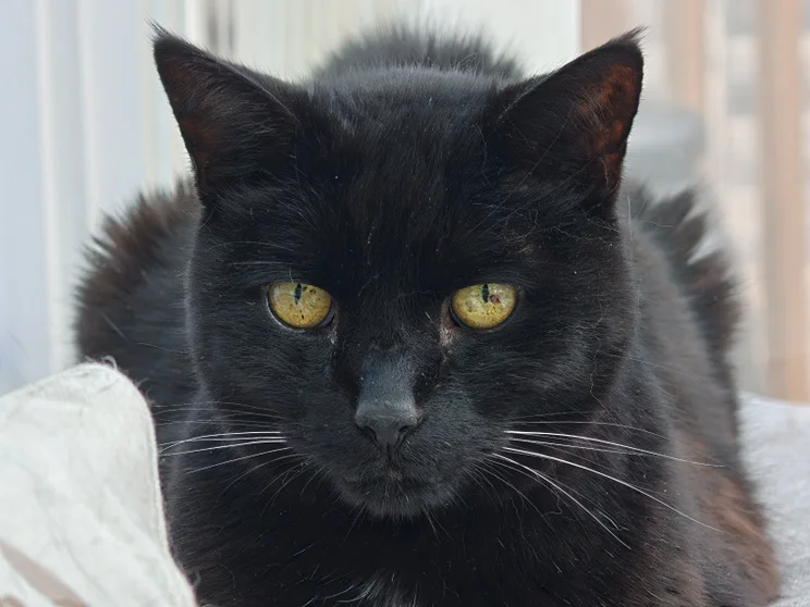 Portrait shot of a black cat sat on a grey cushion in front of a window