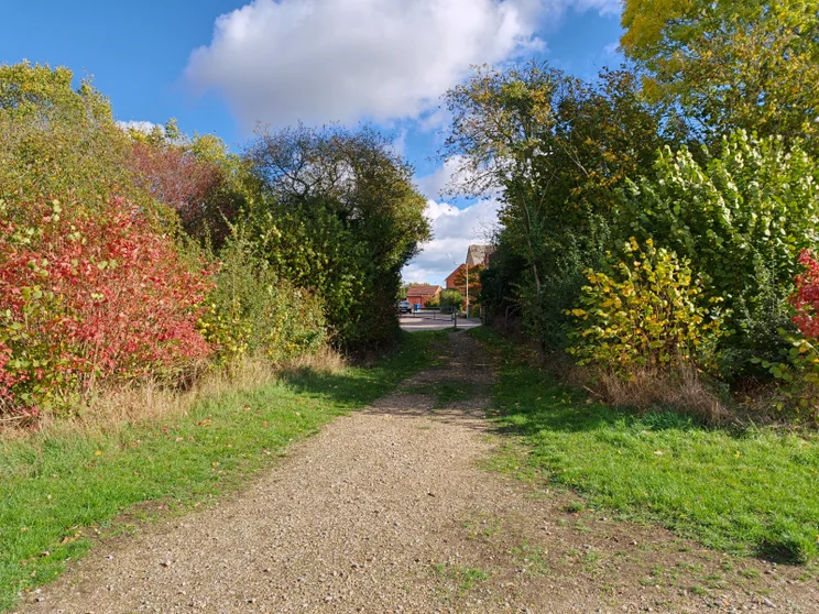 A path leading between two groups of trees