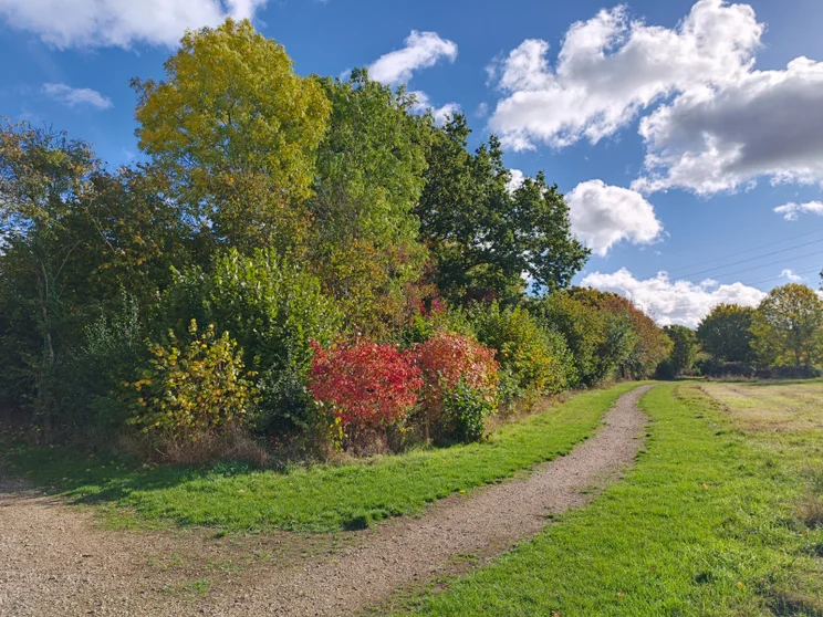 A path leading alongside a meadow, bordered by trees