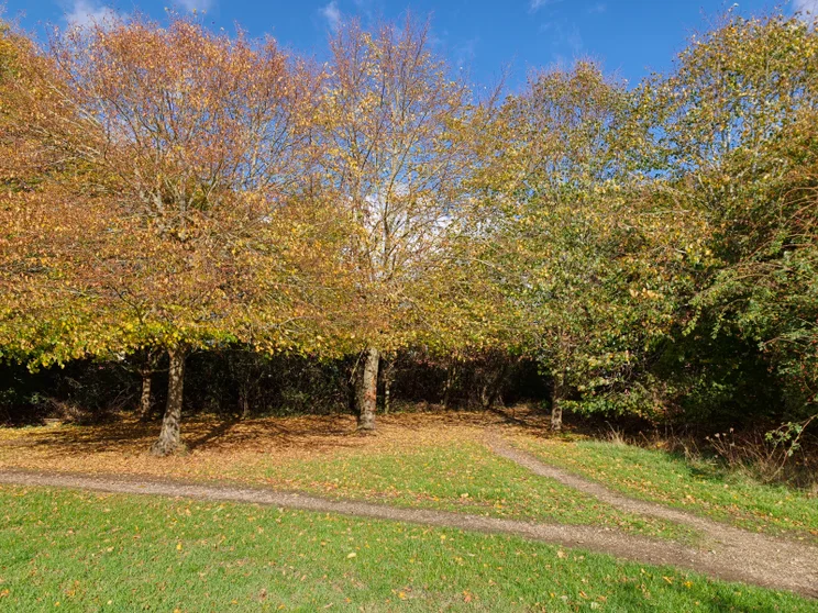 Trees in a meadow