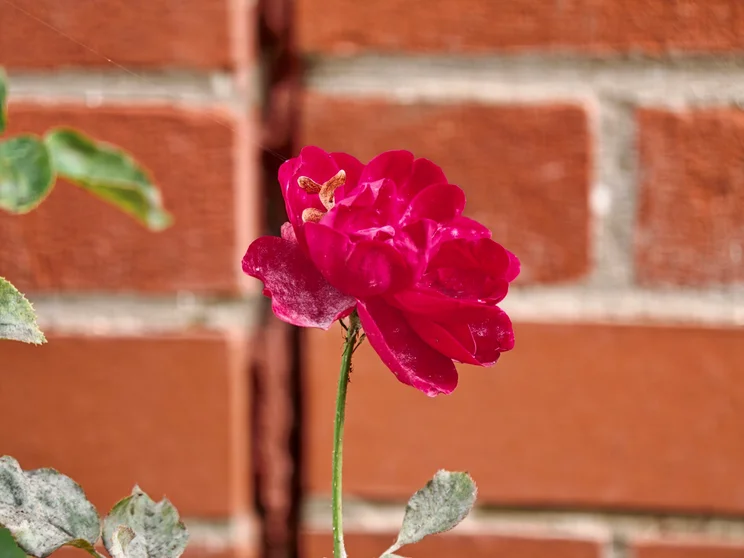 Portrait shot of a pink rose in front of a red brick wall