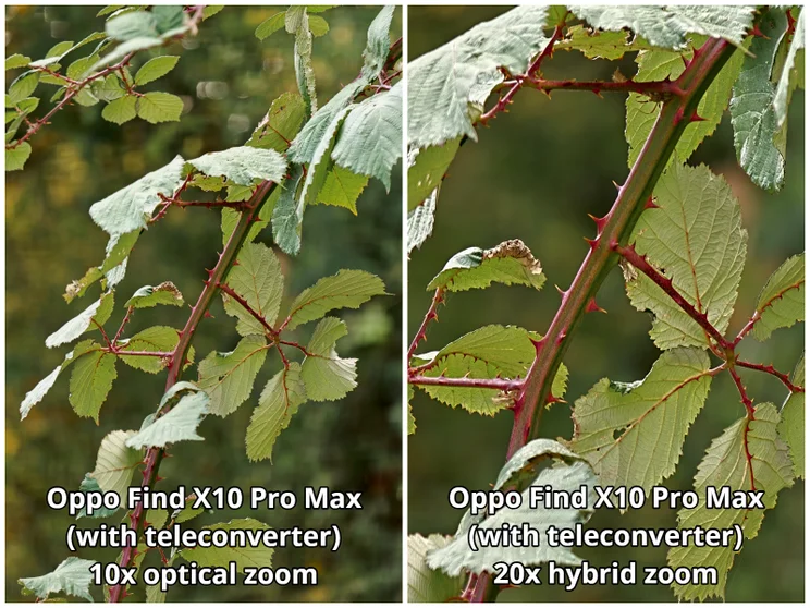 Comparison image of two different zoom shots of a thorny bramble