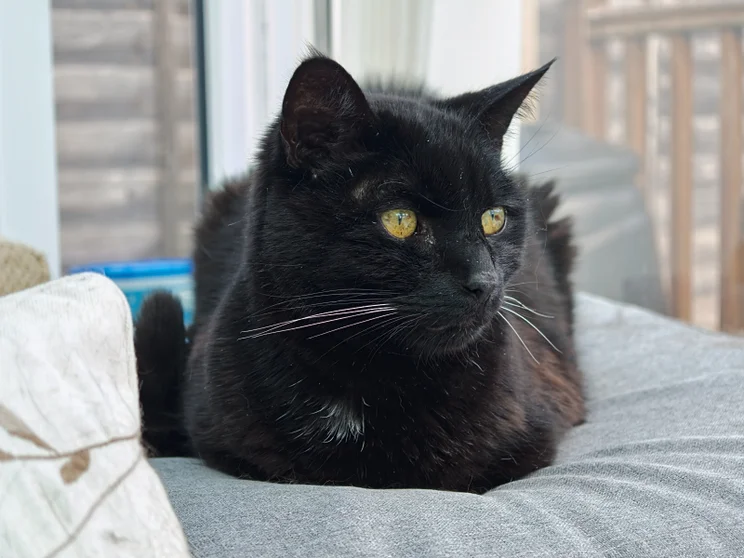 Portrait shot of a black cat sat upon a grey cushion in front of a window