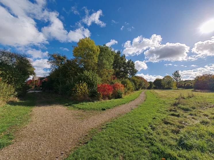Wide-angle shot of a meadow bordered by trees with a path splitting on the left side