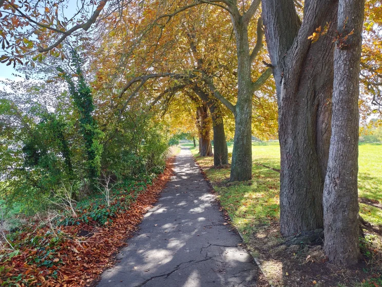 A path with trees on one side and bushes on the other