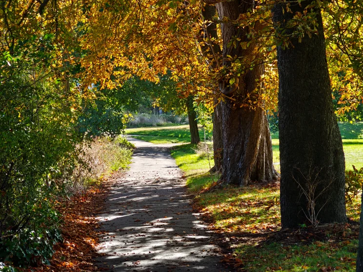 Telephoto zoom shot of a path with trees and greenery on both sides